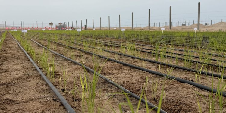 ¿Arroz en pleno Desierto? Las oportunidades que el Cambio Climático ofrece al Norte de Chile