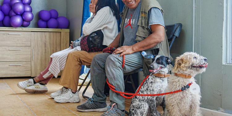 Tenencia responsable: Municipalidad de Iquique inicia inscripciones para esterilización de mascotas