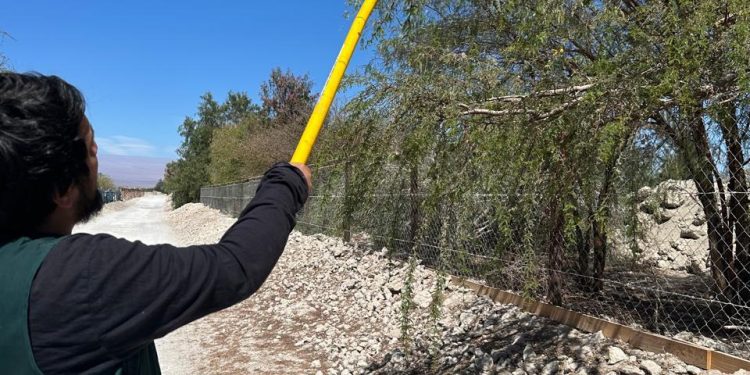 SAG Tarapacá concluye vigilancia en La Huayca tras detección de ejemplar de mosca de la fruta