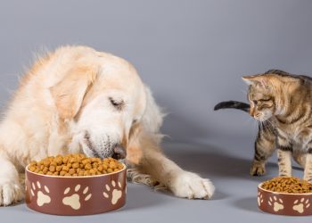 Innovación en alimentos para mascotas