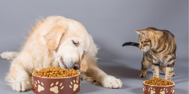 Innovación en alimentos para mascotas