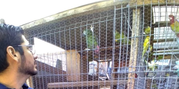 PDI Antofagasta detiene a hombre por tenencia ilegal de aves exóticas protegidas