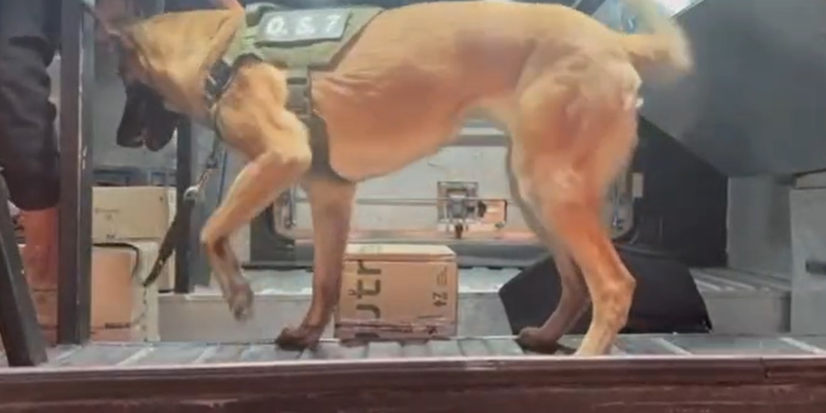 Cerco al tráfico de drogas: Fiscalía formalizó a cuatro sujetos detenidos durante controles preventivos