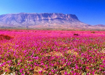 Desierto Florido: El milagro natural que deslumbra al mundo