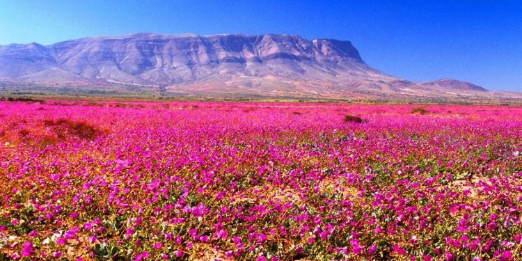 Desierto Florido: El milagro natural que deslumbra al mundo