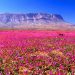 Desierto Florido: El milagro natural que deslumbra al mundo