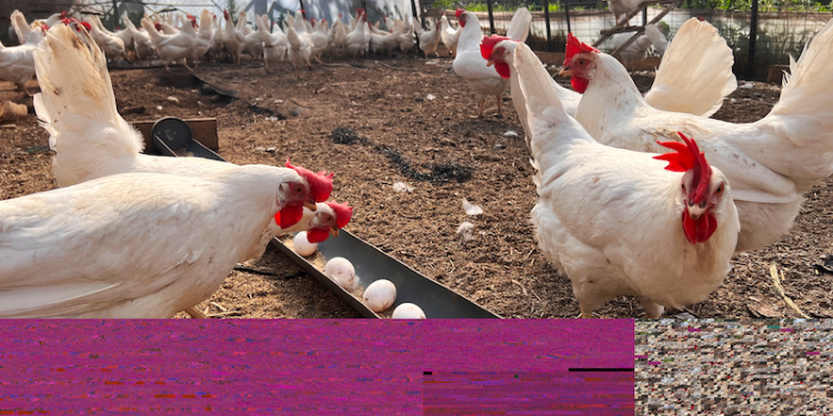 Investigación busca mejorar la producción de huevos incorporando minerales orgánicos en la dieta de aves ponedoras