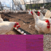 Investigación busca mejorar la producción de huevos incorporando minerales orgánicos en la dieta de aves ponedoras