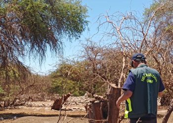 CONAF detecta tala ilegal en Reserva Pampa del Tamarugal y constata grave daño a bofedal en Parque Nacional Volcán Isluga