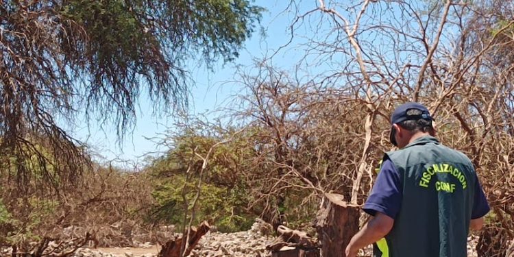 CONAF detecta tala ilegal en Reserva Pampa del Tamarugal y constata grave daño a bofedal en Parque Nacional Volcán Isluga