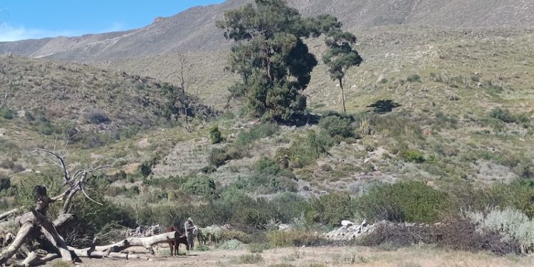 CONADI-CONAF fortalecen turismo indígena y la Conservación de la Biodiversidad en el Parque Nacional Volcán Isluga
