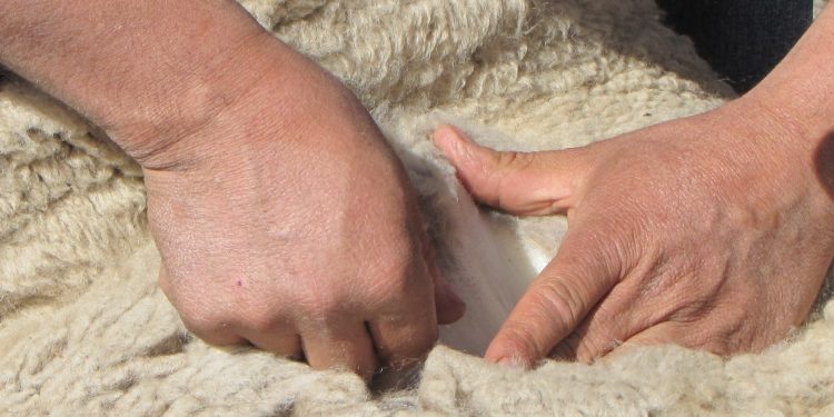 Chile amplía su presencia internacional: India autoriza importación de lana chilena