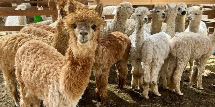 77 alpacas cumplen aislamiento sanitario previo a su exportación a Brasil