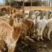 77 alpacas cumplen aislamiento sanitario previo a su exportación a Brasil