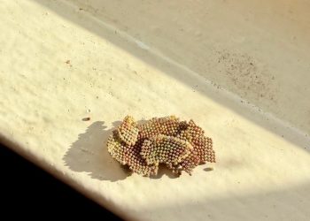 SAG detecta huevos de peligrosa plaga Thyrinteina arnobia en buque con escala en Ecuador