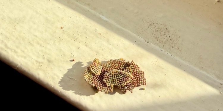 SAG detecta huevos de peligrosa plaga Thyrinteina arnobia en buque con escala en Ecuador