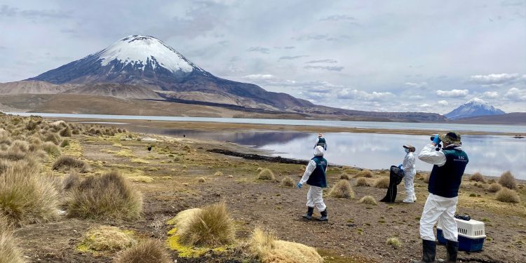 SAG refuerza acciones de rescate y monitoreo tras derrame de aceite de soya en sector Chungará