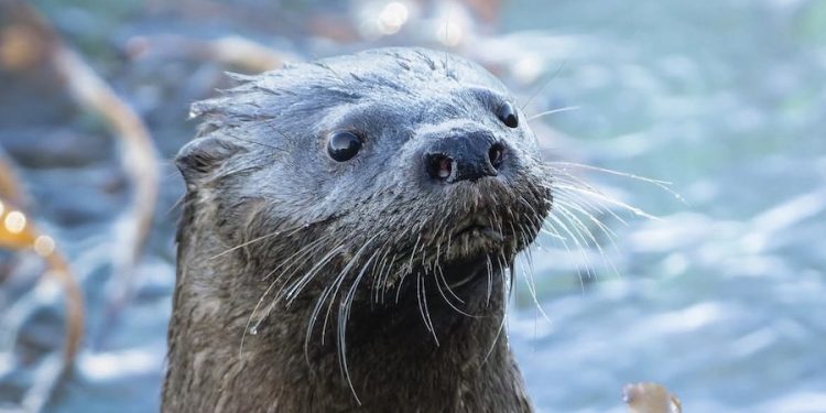 Seminario abordará conservación marina y avistamiento responsable ante aumento de ballenas en el norte