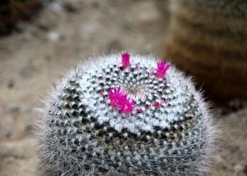 Investigación colaborativa abre nuevas rutas para la conservación de flora vulnerable en el norte
