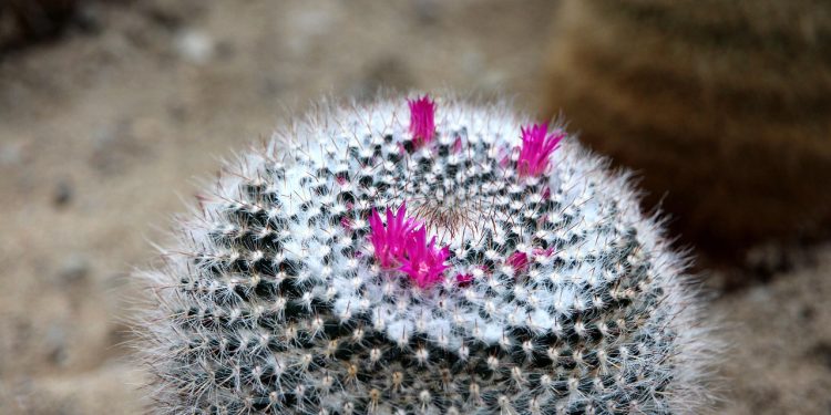 Investigación colaborativa abre nuevas rutas para la conservación de flora vulnerable en el norte