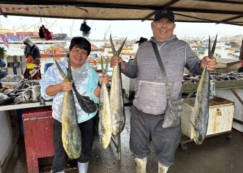 Comenzó la temporada de la palometa en Arica: alegría para pescadores y familias ariqueñas