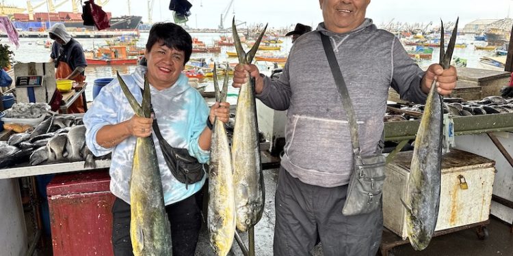 Comenzó la temporada de la palometa en Arica: alegría para pescadores y familias ariqueñas