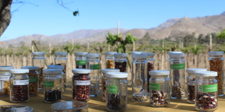 Chile resguarda su biodiversidad agrícola desde el corazón del Valle de Elqui