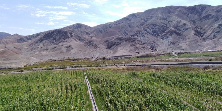 INDAP y SAG convocan a profesionales del agro a acreditarse como operadores en la región de Tarapacá