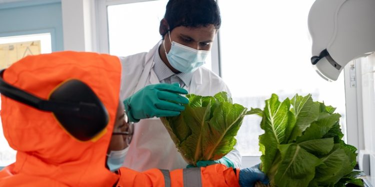 9 mil kilos: Liceo de Pica continúa con éxito produciendo lechugas y participando en su comercialización local