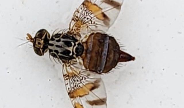 SAG Tarapacá finaliza vigilancia por mosca de la fruta en Huara tras no detectarse nuevos ejemplares