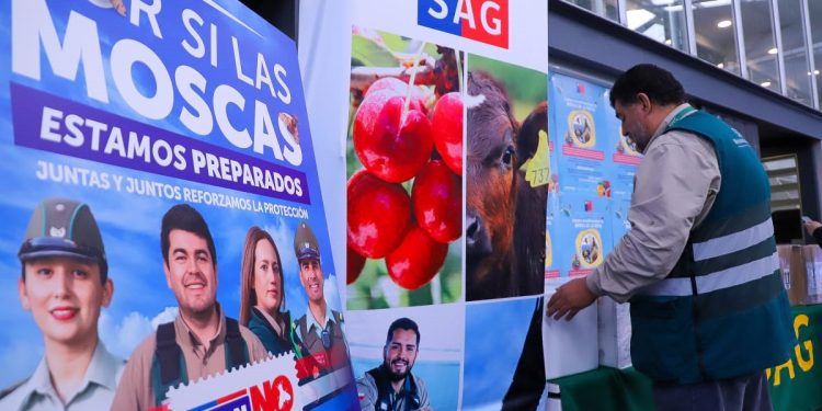 Ministerio de Agricultura y SAG lanzan campaña ciudadana “Por si las Moscas” para reforzar control y prevención de la mosca de la fruta