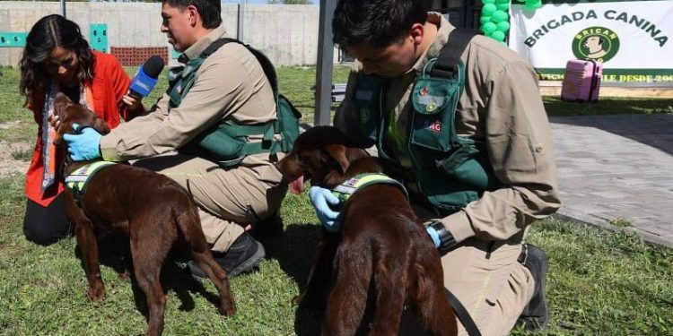 Brigada Canina del SAG celebra 20 años protegiendo la frontera y la sanidad agropecuaria del país