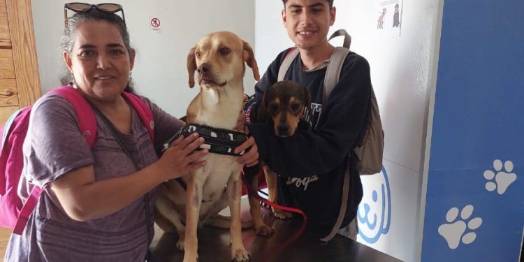 Útimos cupos: Municipalidad de Iquique llama a inscribir a mascotas para esterilización gratuita