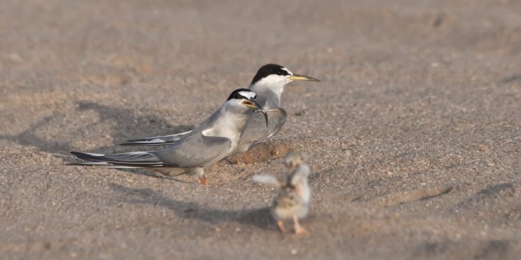 AII expresó preocupación por efectos de la aplicación de la Ley 21.600 en la inversión regional