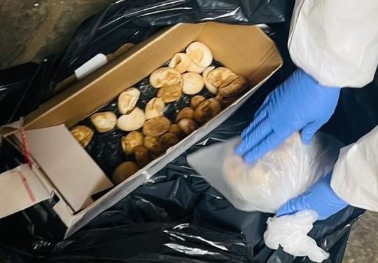 SAG Tarapacá alerta sobre inusual incautación de huevos de tortuga en Colchane