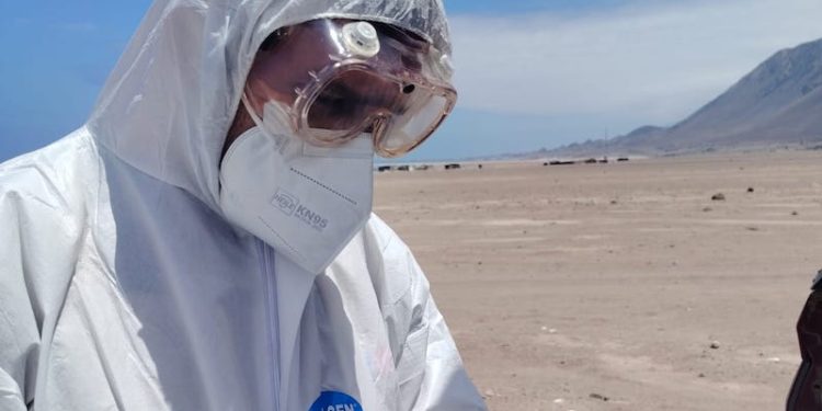 Influenza Aviar: SAG Tarapacá intensifica acciones preventivas