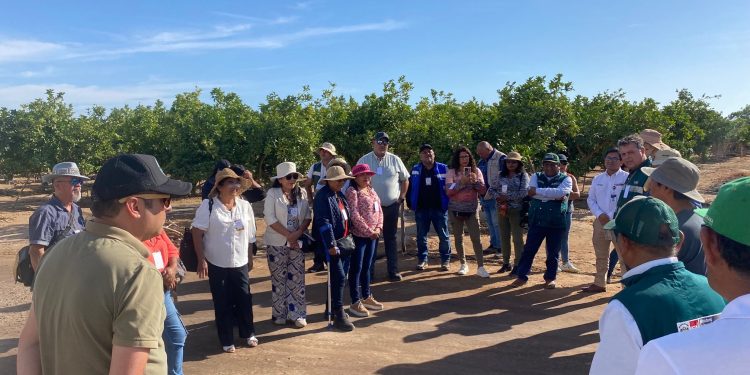 Productores de Arica y Parinacota fortalecen lazos con Tacna para el control de la mosca de la fruta