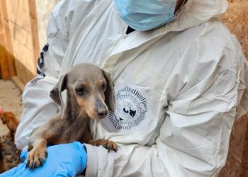 PDI detuvo a imputada por maltrato animal de 7 ejemplares caninos