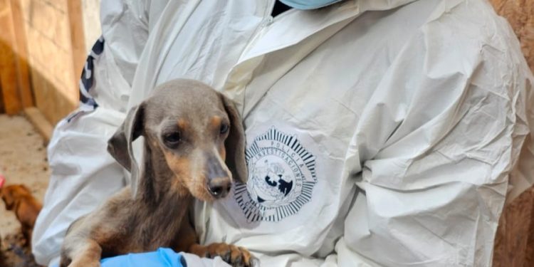 PDI detuvo a imputada por maltrato animal de 7 ejemplares caninos