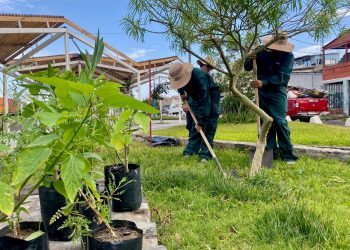 Arica inicia recambio de especies clave para el control de la Mosca de la Fruta en hito conjunto entre Municipio, SAG y CONAF