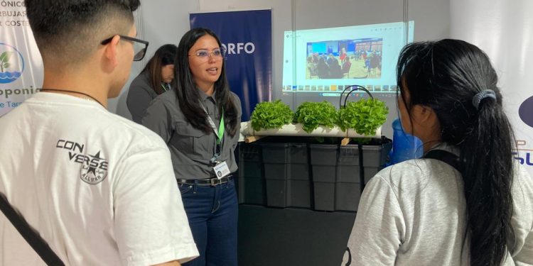 Regarán hortalizas y flores de corte con agua de mar en Chanavayita