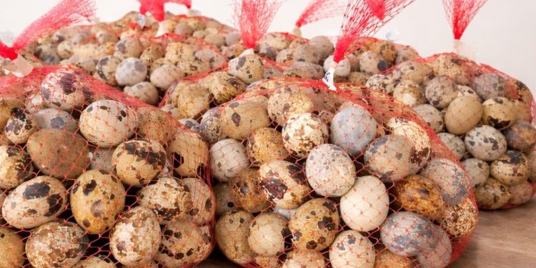 SAG Tarapacá decomisa de manera inusual más de 600 huevos de codorniz de ingreso clandestino