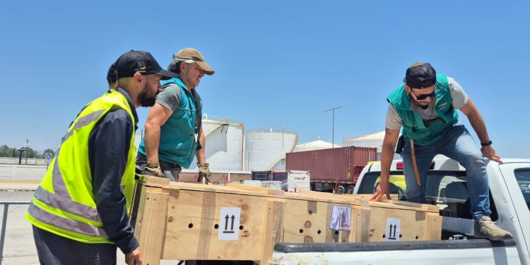 Municipalidad de Iquique concretó reubicación de yacarés en Zoológico de Santiago