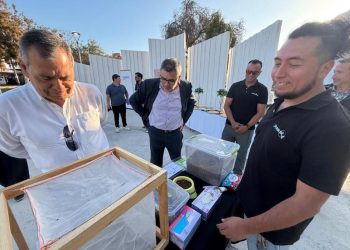 De la proteína de la mosca soldado negro crearon alimento para mascotas