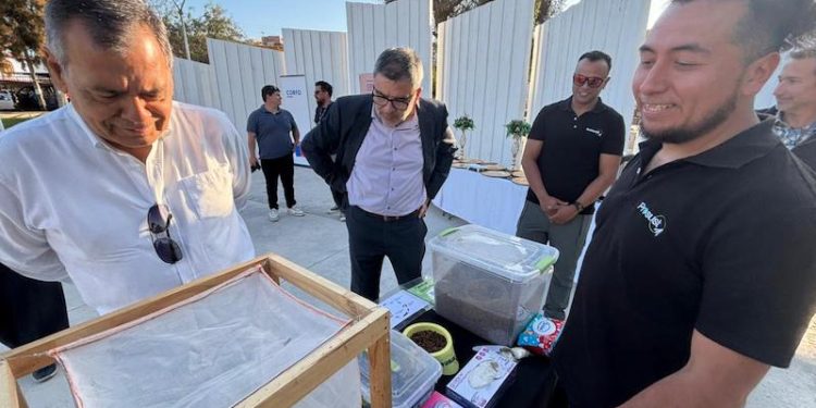 De la proteína de la mosca soldado negro crearon alimento para mascotas