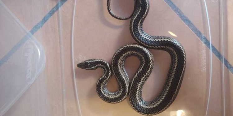 SAG Tarapacá rescata culebra nativa en sector El Boro de Alto Hospicio y la libera en su hábitat natural