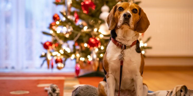 5 claves para que tu mascota viva un fin de año tranquilo y seguro