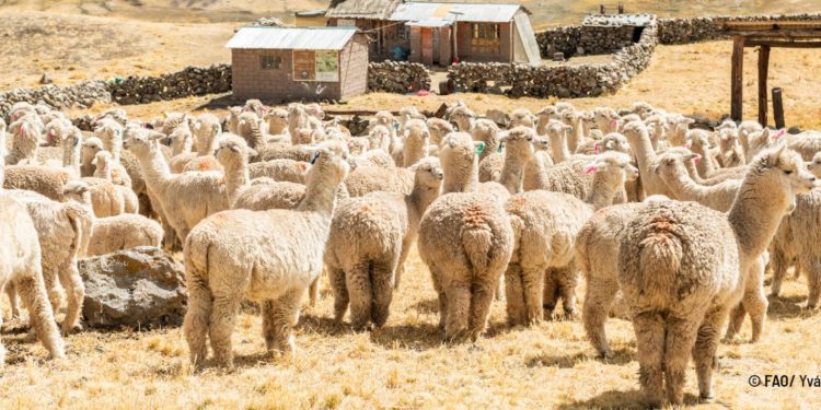 Dirigentes de la ganadería camélida de Parinacota reiteran llamado a la Cancillería por desastres ambientales que inciden en sus actividades
