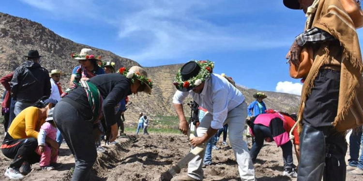 El Pachallampe, la tradición del sembrado de la papa en voz de los putreños