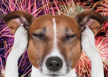 Recomendaciones para proteger a las mascotas durante los fuegos artificiales de Año Nuevo